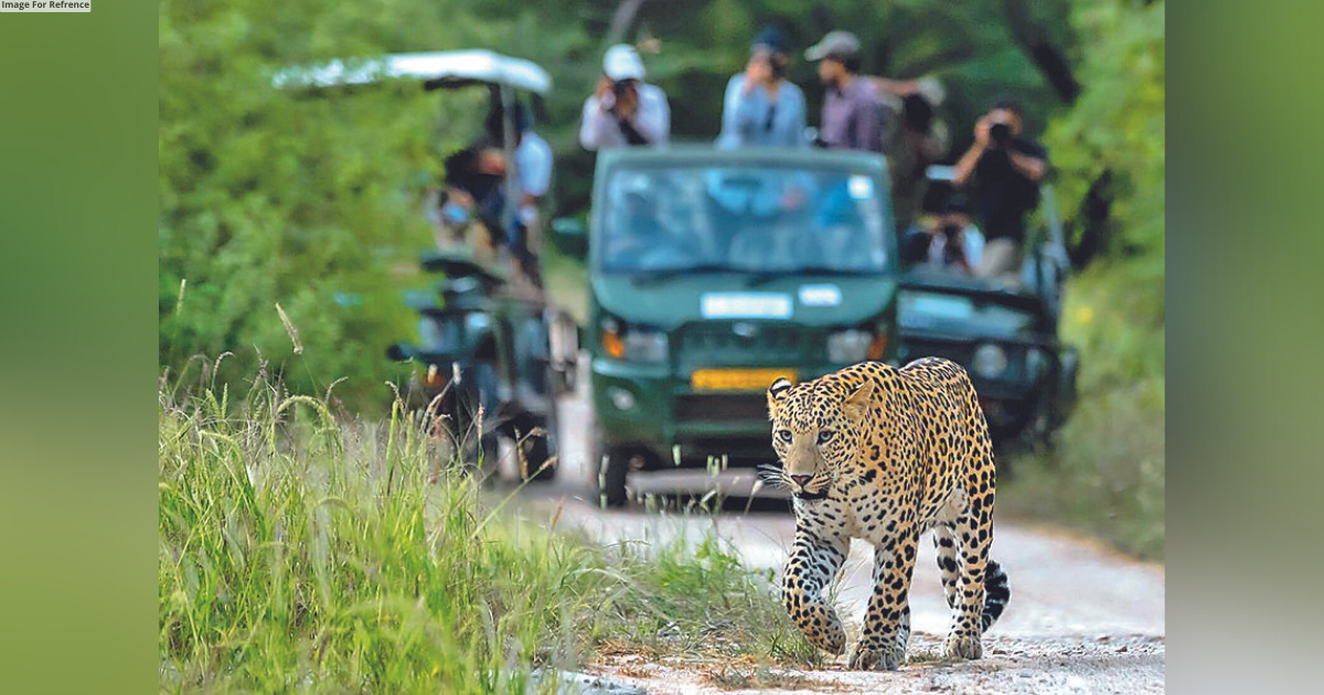 Jhalana world’s most densely populated leopard reserve